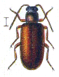 Reitter-1911-plate126 (pygmaeus).png &copy; Lucastristan