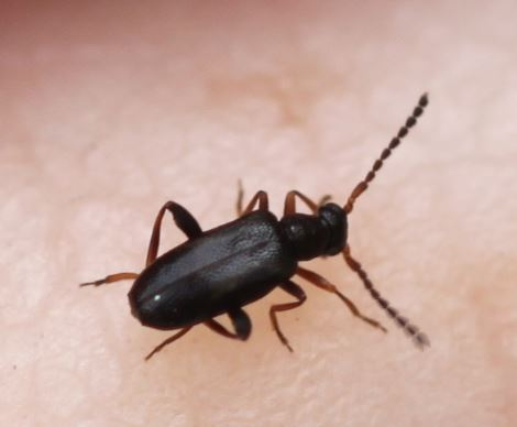 2020 05 19 Anidorus nigrinus m.jpg &copy; Slimguy