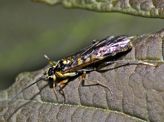 Tenthredinidae - Tenthredopsis friesei (cf.) (male)..JPG &copy; Hectonichus