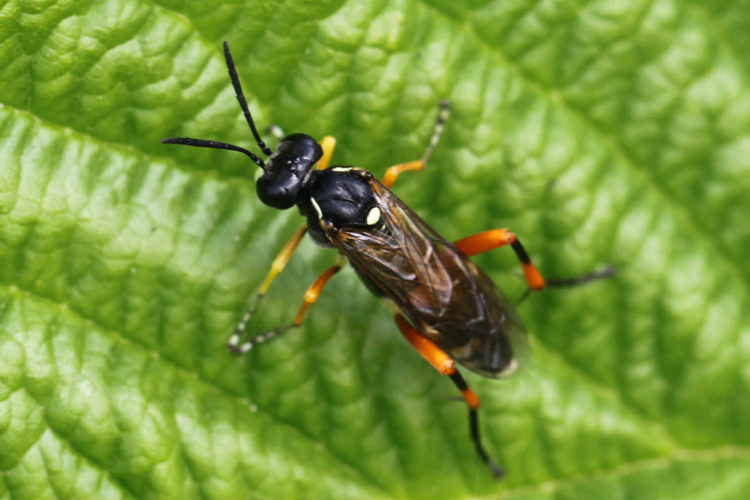 2017 06 02 Macrophya rufipes w.jpg &copy; Slimguy