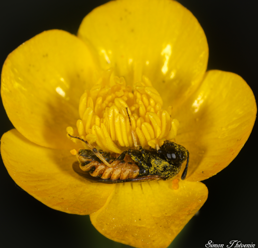 Corynis crassicornis.jpg &copy; Simon Thevenin