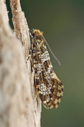 12.012 BF224 Triaxomera parasitella (26870931844).jpg &copy; Rudolphous