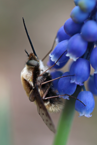 Prickvingad svävfluga.jpg &copy; Mickeross
