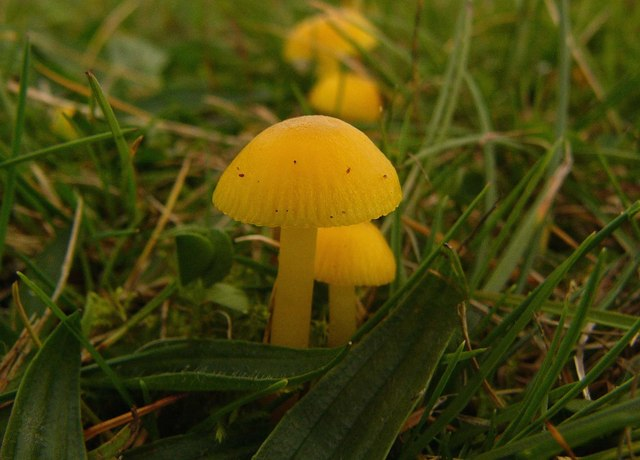 Hygrocybe ceracea - geograph.org.uk - 584199.jpg &copy; GeographBot