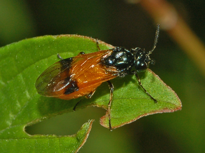 Argidae - Arge cyanocrocea.JPG &copy; Hectonichus