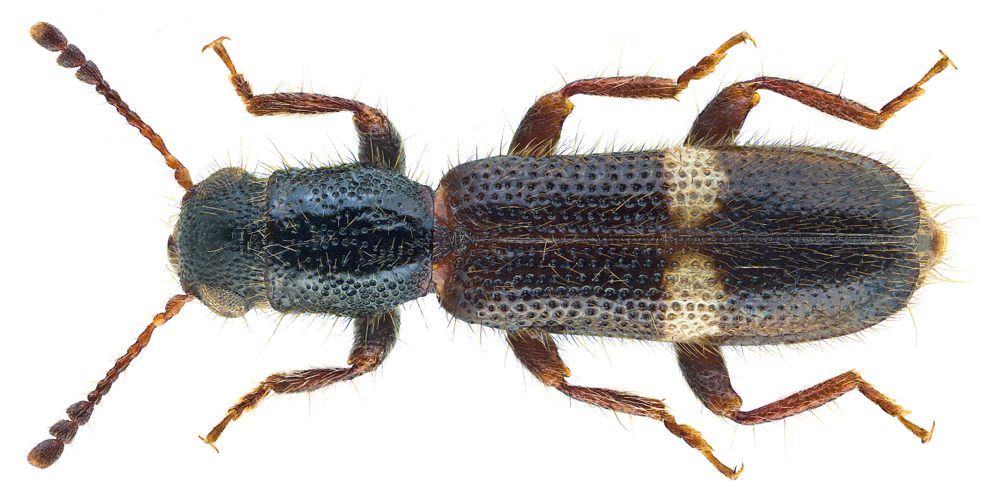 Tarsostenus univittatus Rossi, 1792 (28999723002).png &copy; Josve05a