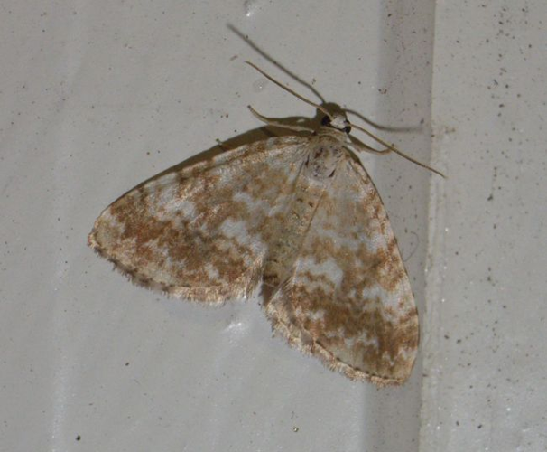 Perizoma flavofasciatum.jpg &copy; Rocket000