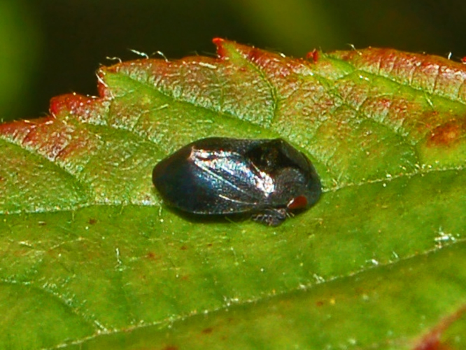 Cicadellidae - Penthimia nigra.JPG &copy; Hectonichus