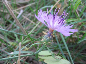 Centaurea aspera.jpg © Commons