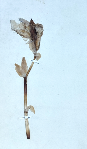 Dettaglio - Iridaceae Iris pallida Link. Erbario Frizzi Perugia n. 2407.jpg &copy; Anna(itetcapitinipg)