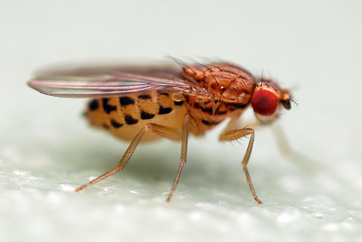 Drosophila busckii 448502119.jpg &copy; Lodewicus de Honsvels