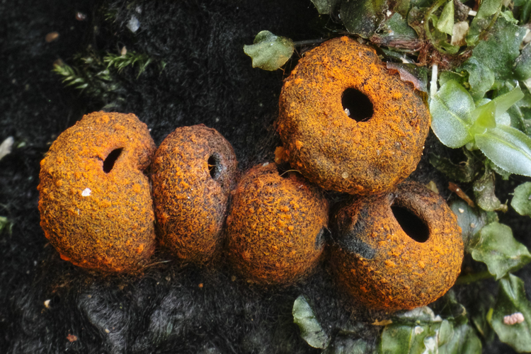 Plectania melastoma.jpg &copy; Xth-Floor