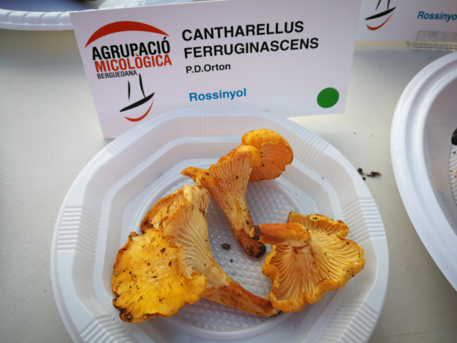 Rossinyols a la festa del bolet de Cal Rosal 2018.jpg &copy; Pitxiquin