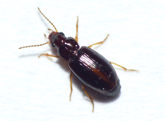 Bradycellus ruficollis (Stephens, 1828) &copy; Dick Belgers