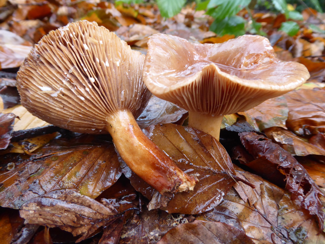 Lactarius camphoratus (Bull.) Fr., 1838 &copy; Tjerk Nawijn