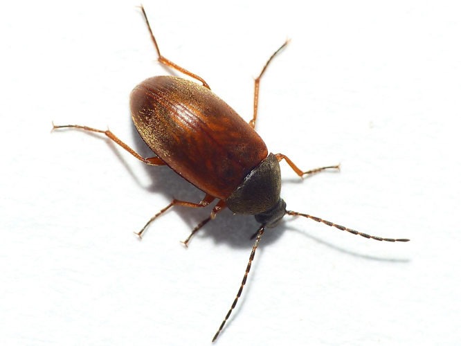 Isomira murina (Linnaeus, 1758) &copy; Dick Belgers