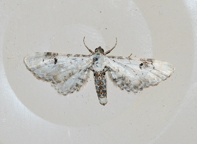 Eupithecia centaureata (Denis & Schiffermüller, 1775) &copy; Louis Westgeest