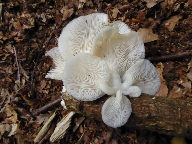 Pleurotus pulmonarius (Fr.) Quél., 1872 &copy; Tjerk Nawijn