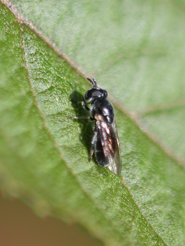Heringia heringi (Zetterstedt, 1843) &copy; Louis Westgeest
