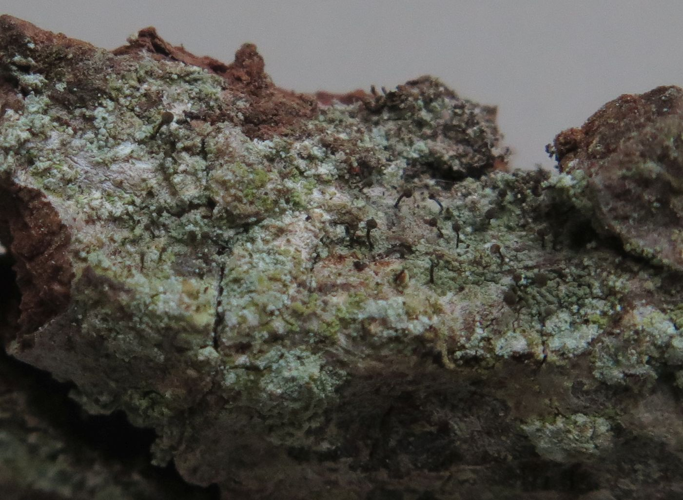 Chaenotheca stemonea, DMS-9349638 &copy; Tom Smidth