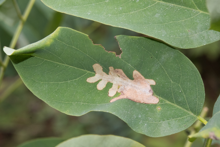 Parectopa robiniella Clemens, 1863 &copy; Steeman Chris