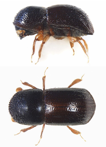 Xylosandrus germanus (Blandford, 1894) &copy; Marchioro M, Faccoli M, Dal Cortivo M, Branco M, Roques A, Garcia A, Ruzzier E