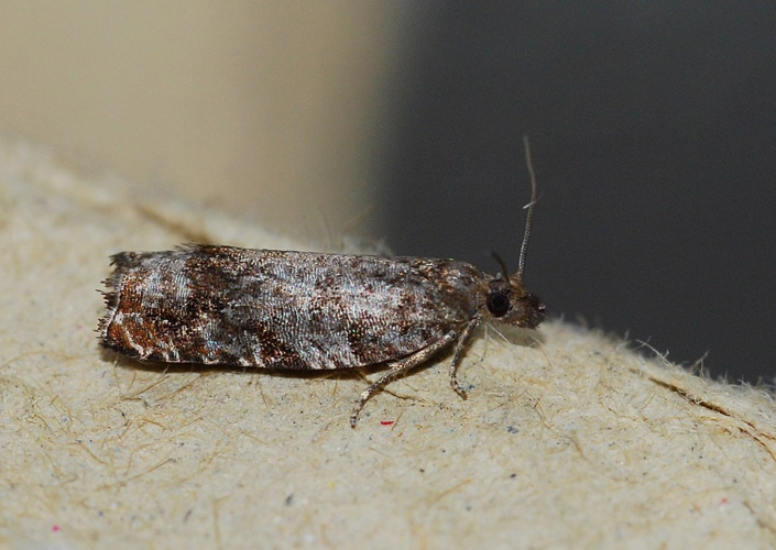 Ancylis achatana (Denis & Schiffermüller, 1775) &copy; Louis Westgeest