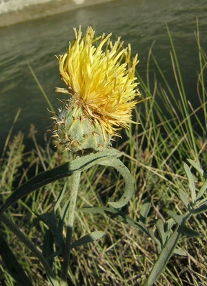 Centaurea collina 2.jpg © Aroche