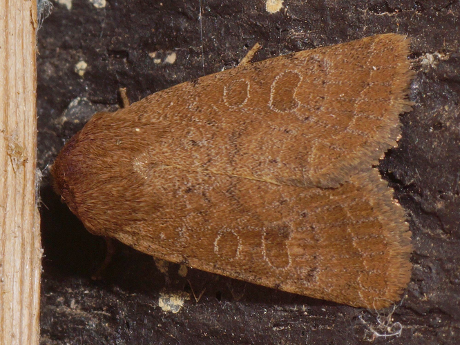 Hoplodrina blanda (Denis & Schiffermüller, 1775) &copy; Hans Jonkman