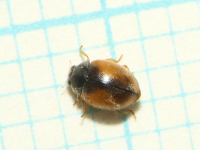 Scymnus interruptus (Goeze, 1777) &copy; Dick Belgers