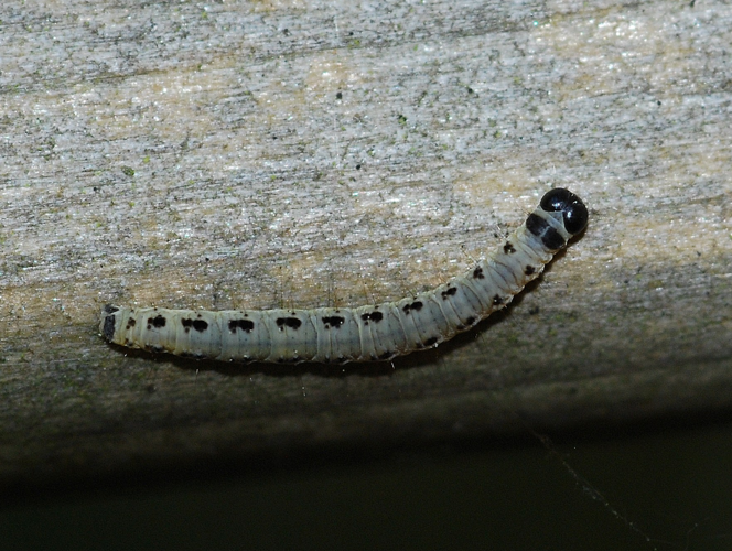 Yponomeuta evonymella (Linnaeus, 1758) &copy; Louis Westgeest