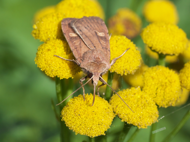 Xestia xanthographa (Denis & Schiffermüller, 1775) &copy; Jur Heijnen