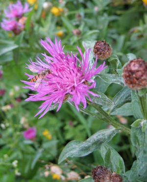 Flockeblume01.jpg © Commons
