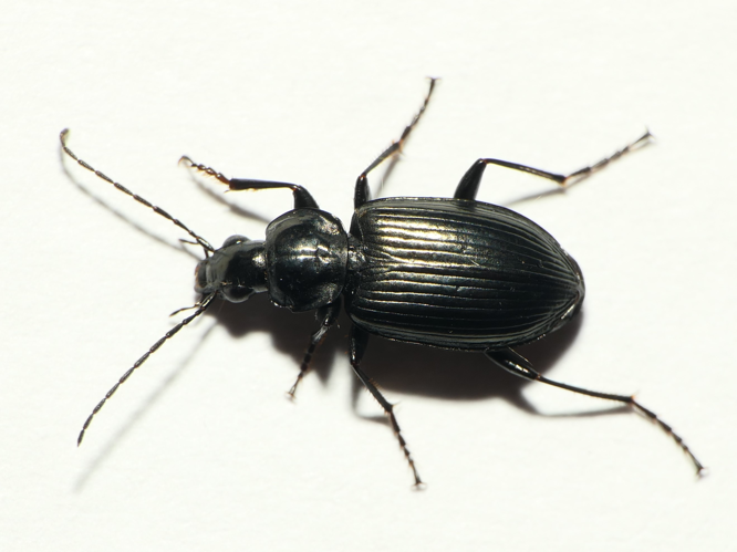 Agonum viduum (Panzer, 1796) &copy; Dick Belgers