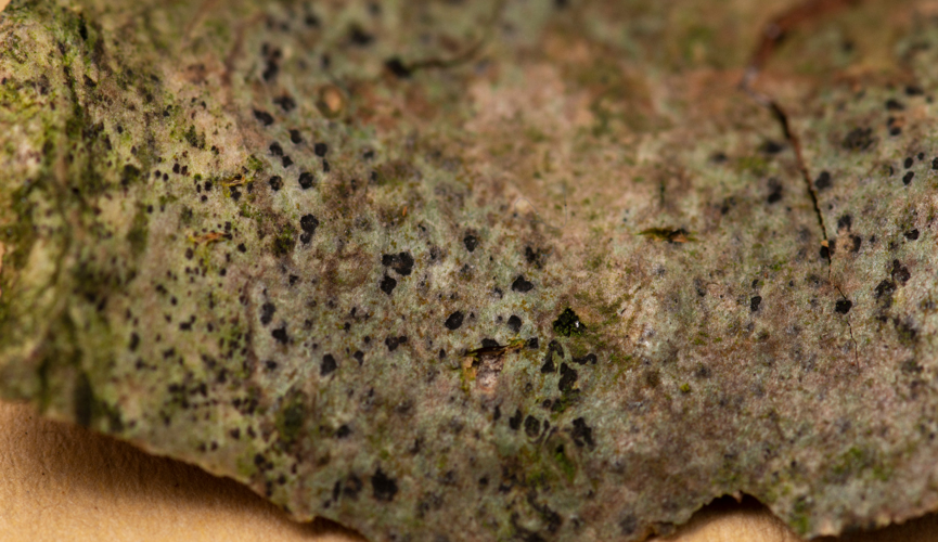 Arthonia didyma, DMS-10116513 &copy; Jonas Ravn Jensen