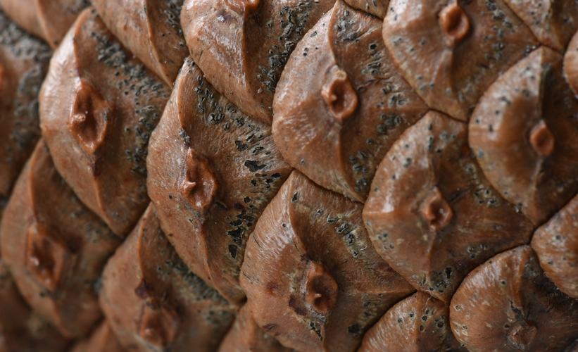 Sphaeropsis sapinea (Fr.) Dyko & B.Sutton, 1980 &copy; Laurens van der Linde