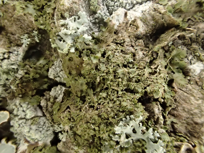 Melanohalea laciniatula, DMS-9242027 &copy; Susanne Rabenborg