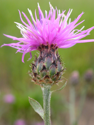 Centaurea maculosa Bozeman.jpg © Matt Lavin from Bozeman, Montana, USA
