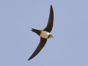 Tachymarptis melba -Barcelona, Spain -flying-8.jpg © Birdwatching Barcelona
