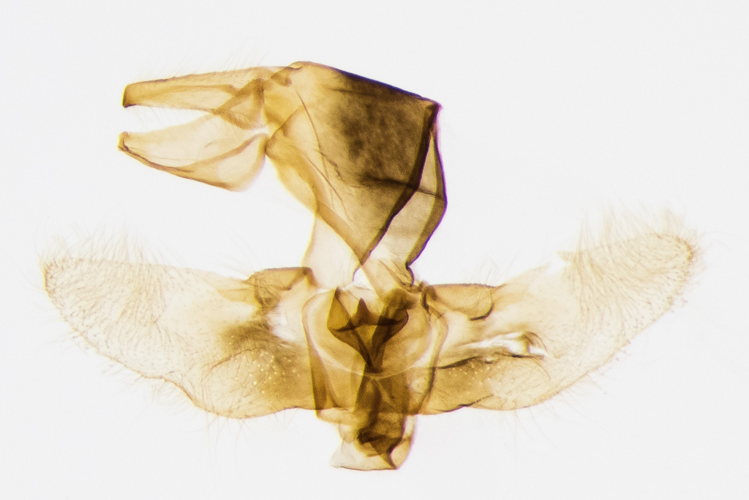 Chrysocrambus linetella (Fabricius, 1781) &copy; Steeman Chris
