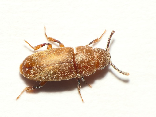 Antherophagus silaceus (Herbst, 1792) &copy; Dick Belgers