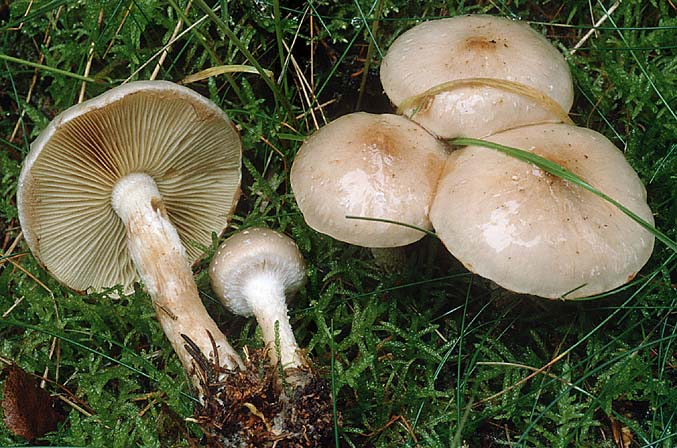 Pholiota lenta, JHP-96.228 &copy; MycoKey / Jens H. Petersen