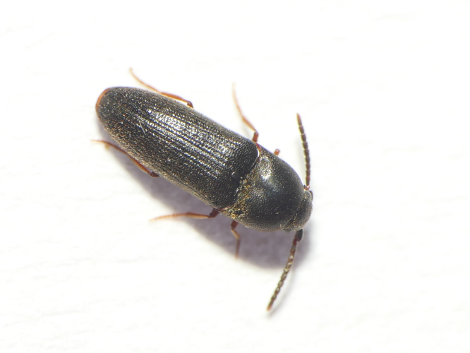 Hylis foveicollis (C.G. Thomson, 1874) &copy; Dick Belgers