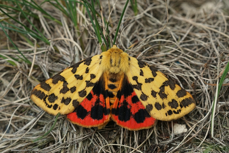 Diacrisia purpurata (Linnaeus, 1758) &copy; Jeroen Voogd