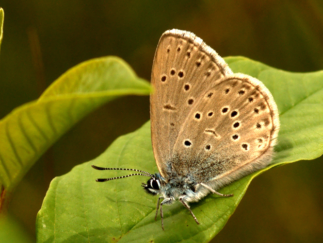 Phengaris alcon (Denis & Schiffermüller, 1775) &copy; Henk van Woerden