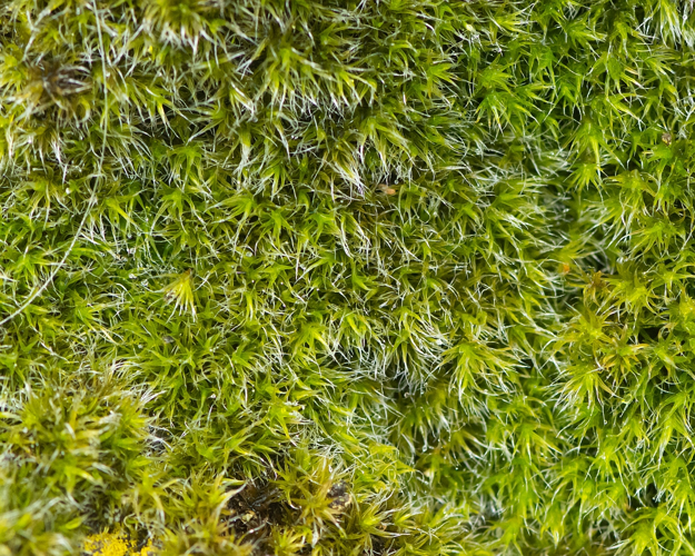 Grimmia trichophylla Grev., 1824 &copy; Wijnand van Buuren