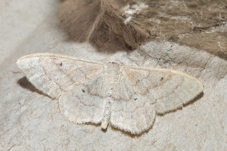 Idaea deversaria (Herrich-Schäffer, 1847) &copy; Steeman Chris