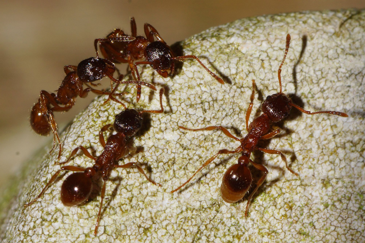 Myrmica rubra (Linnaeus, 1758) &copy; Hans Jonkman