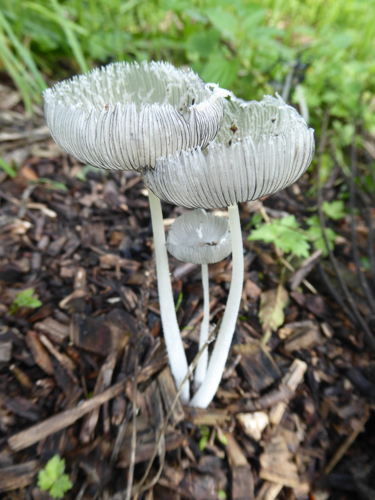 Coprinopsis lagopus (Fr.) Redhead, Vilgalys & Moncalvo, 2001 &copy; Tjerk Nawijn