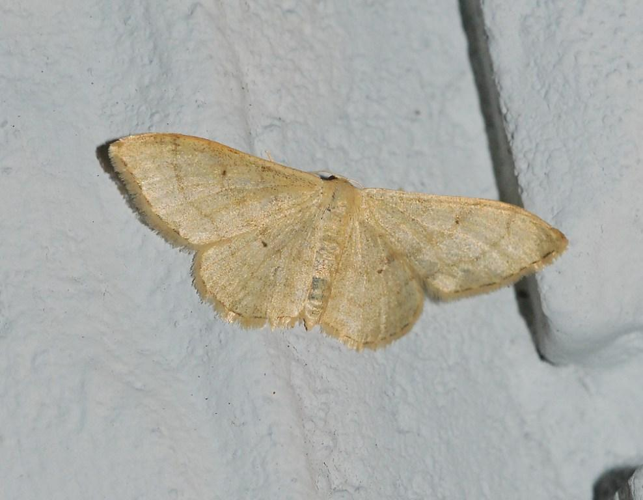 Idaea straminata (Borkhausen, 1794) &copy; Louis Westgeest
